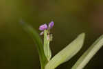 Nakedstem dewflower